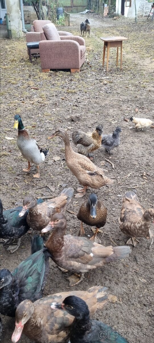 Kacky pizmove a miesane ruanske s bezcami - 3