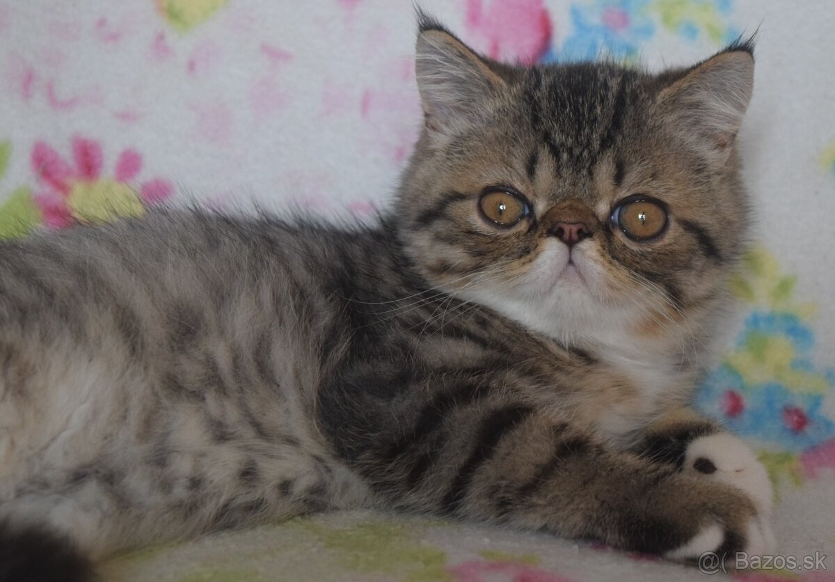 Exotický kocúr - 3