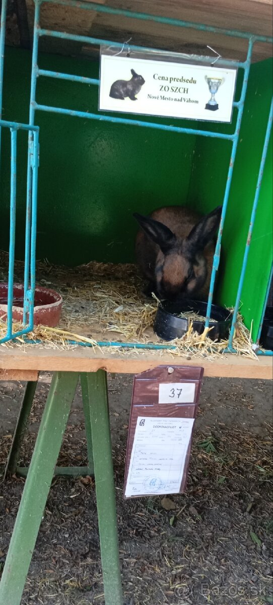 Durínsky králik - 3