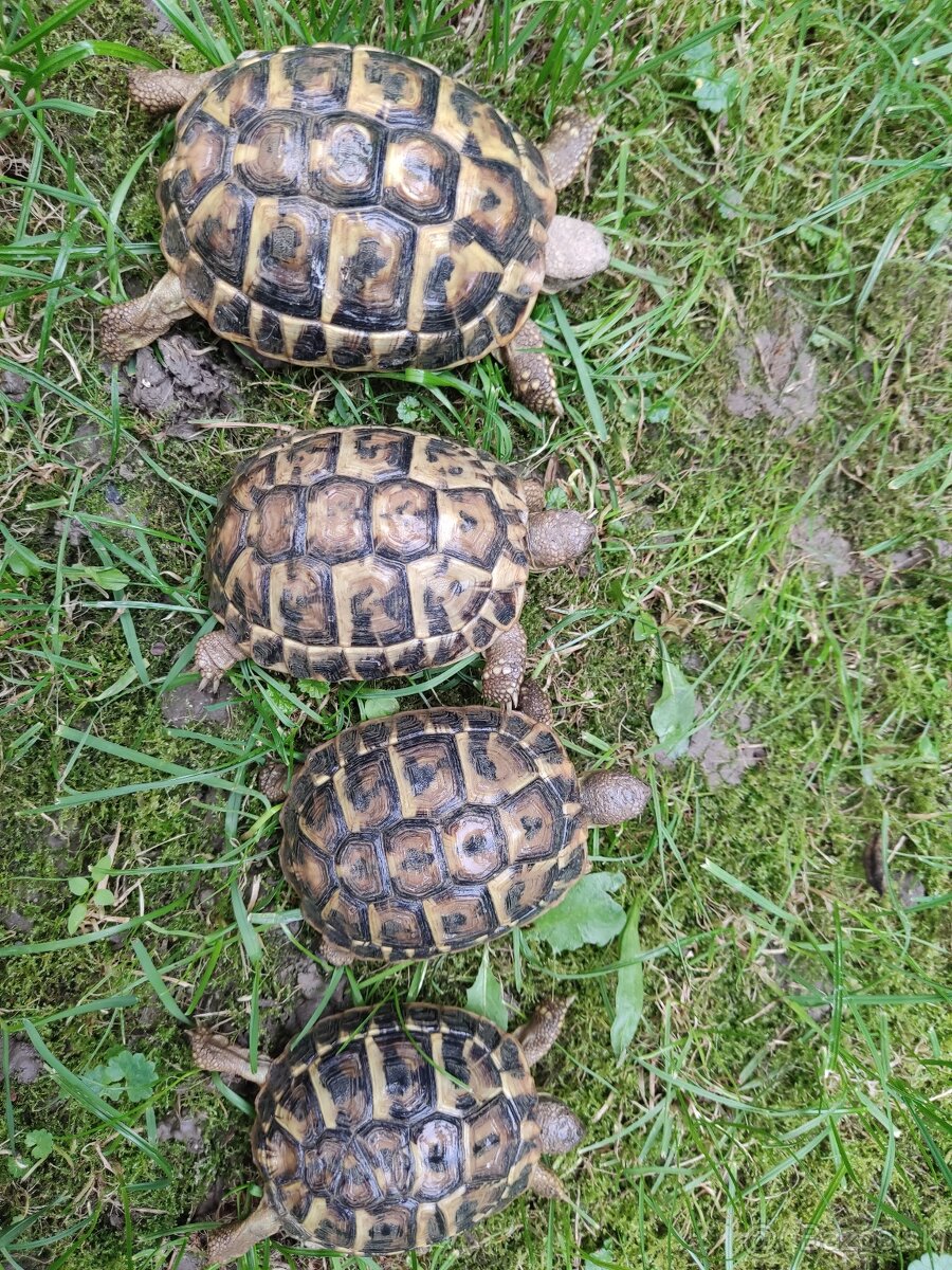 Predám testudo hermanni Puglie - 3