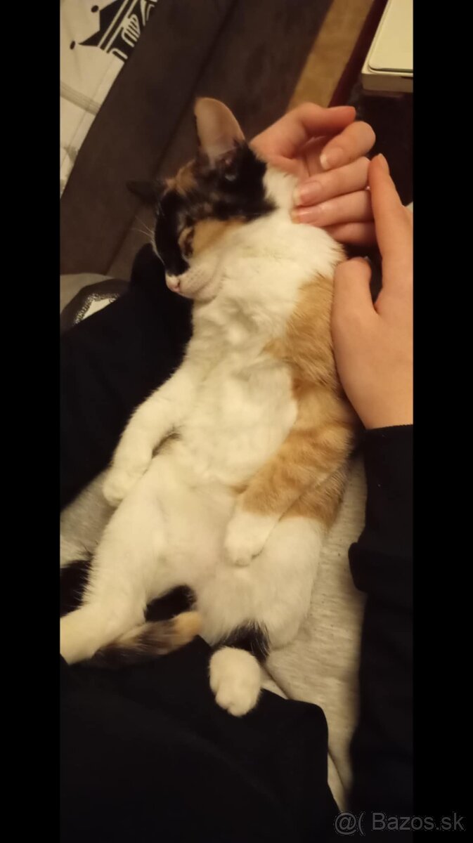 Domáca mačička - 3