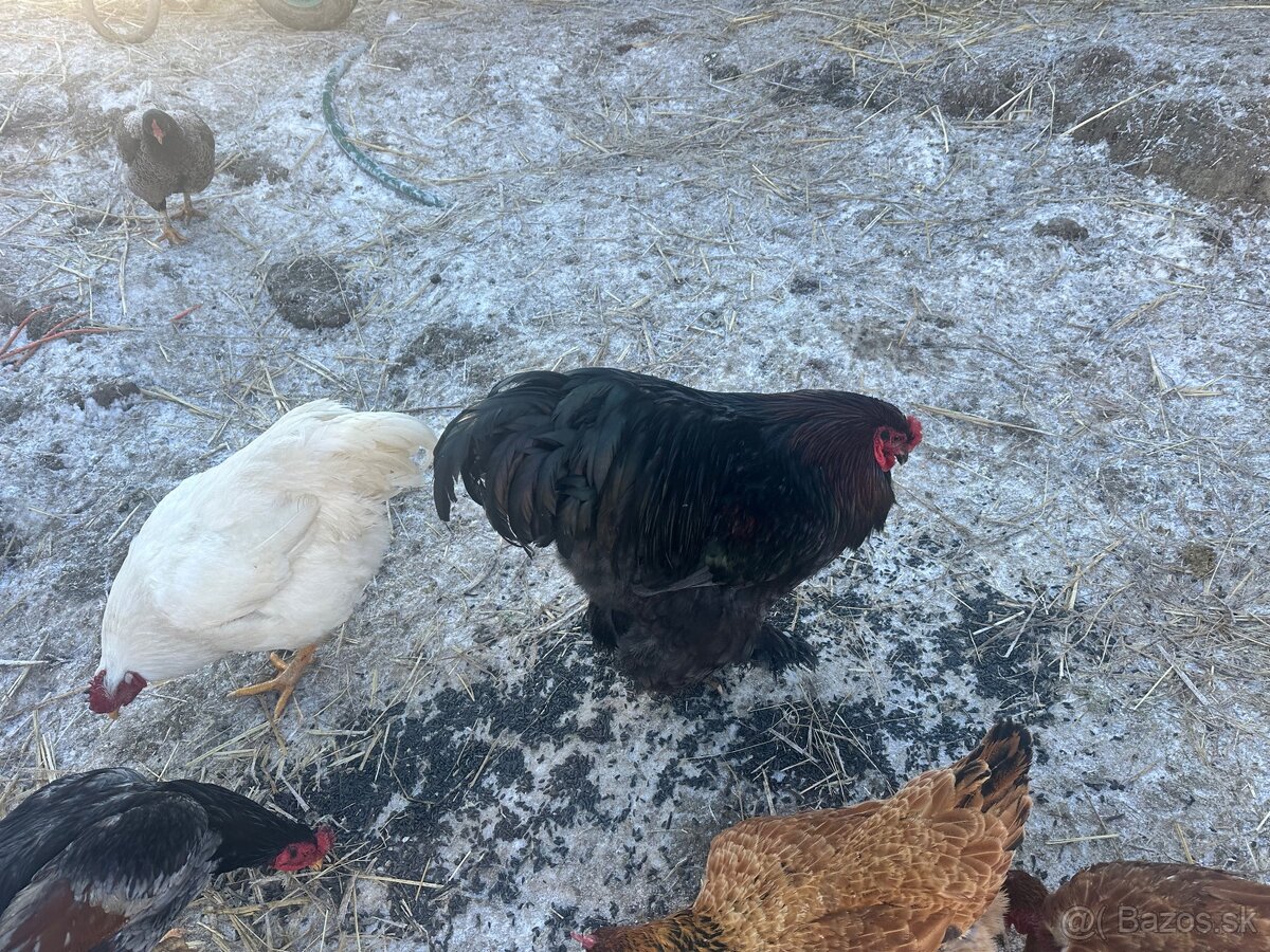 Brahmanka kohút - 3