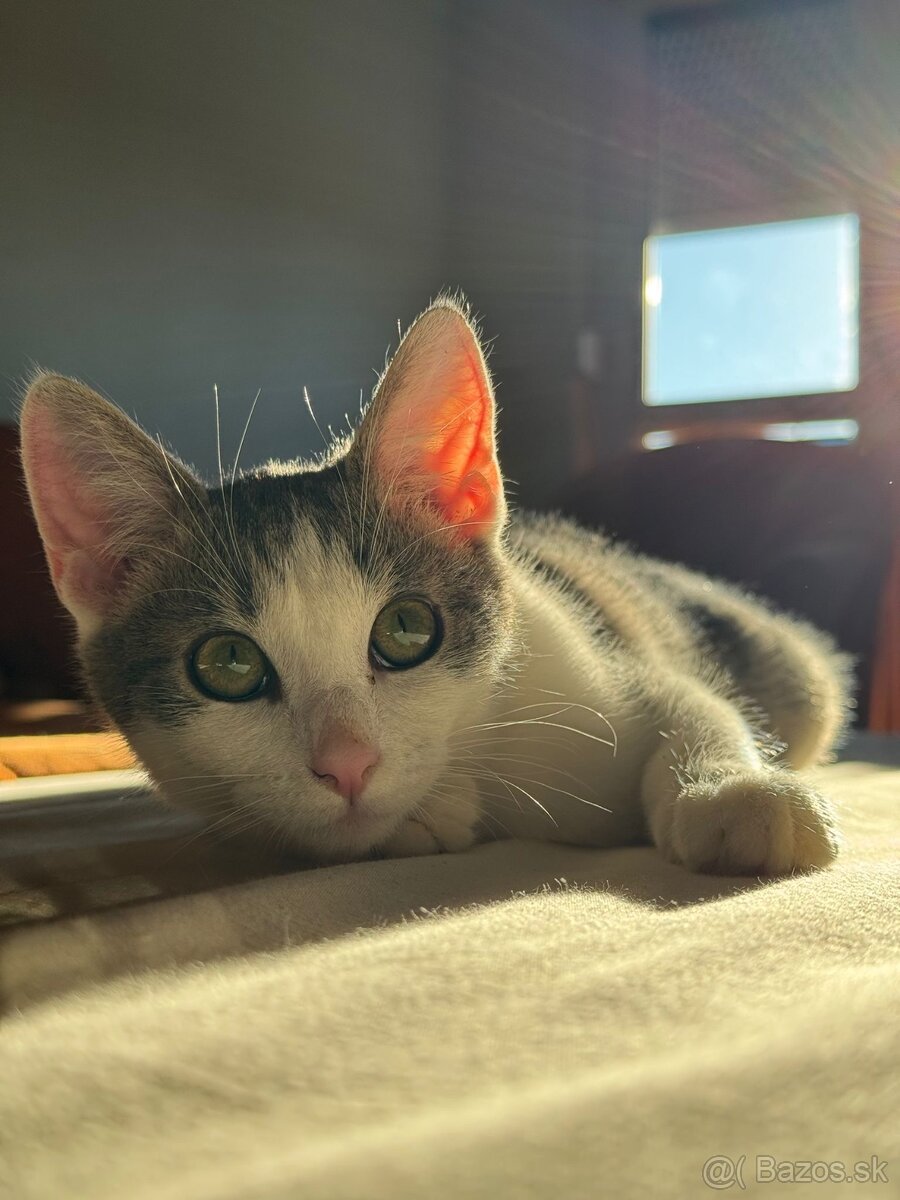 Stratil sa kocúrik Leo v Nitre - 3