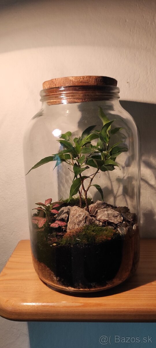 Rastlinné terárium - 3