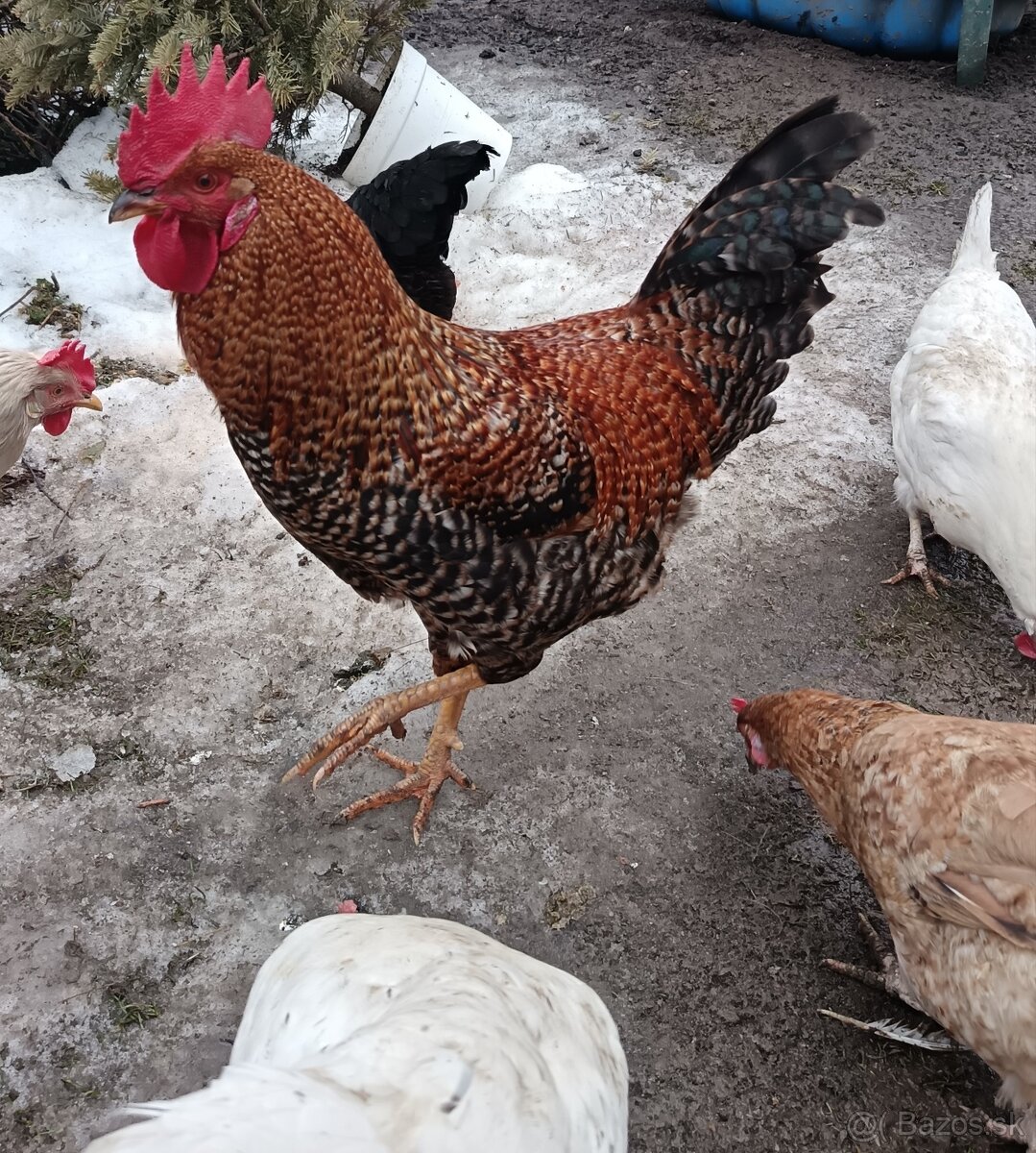 Predám kohúta - 3
