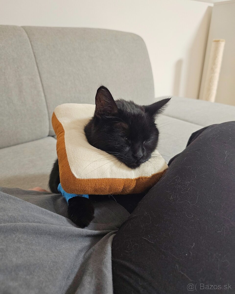 Mačička HILDA hľadá domov - 3