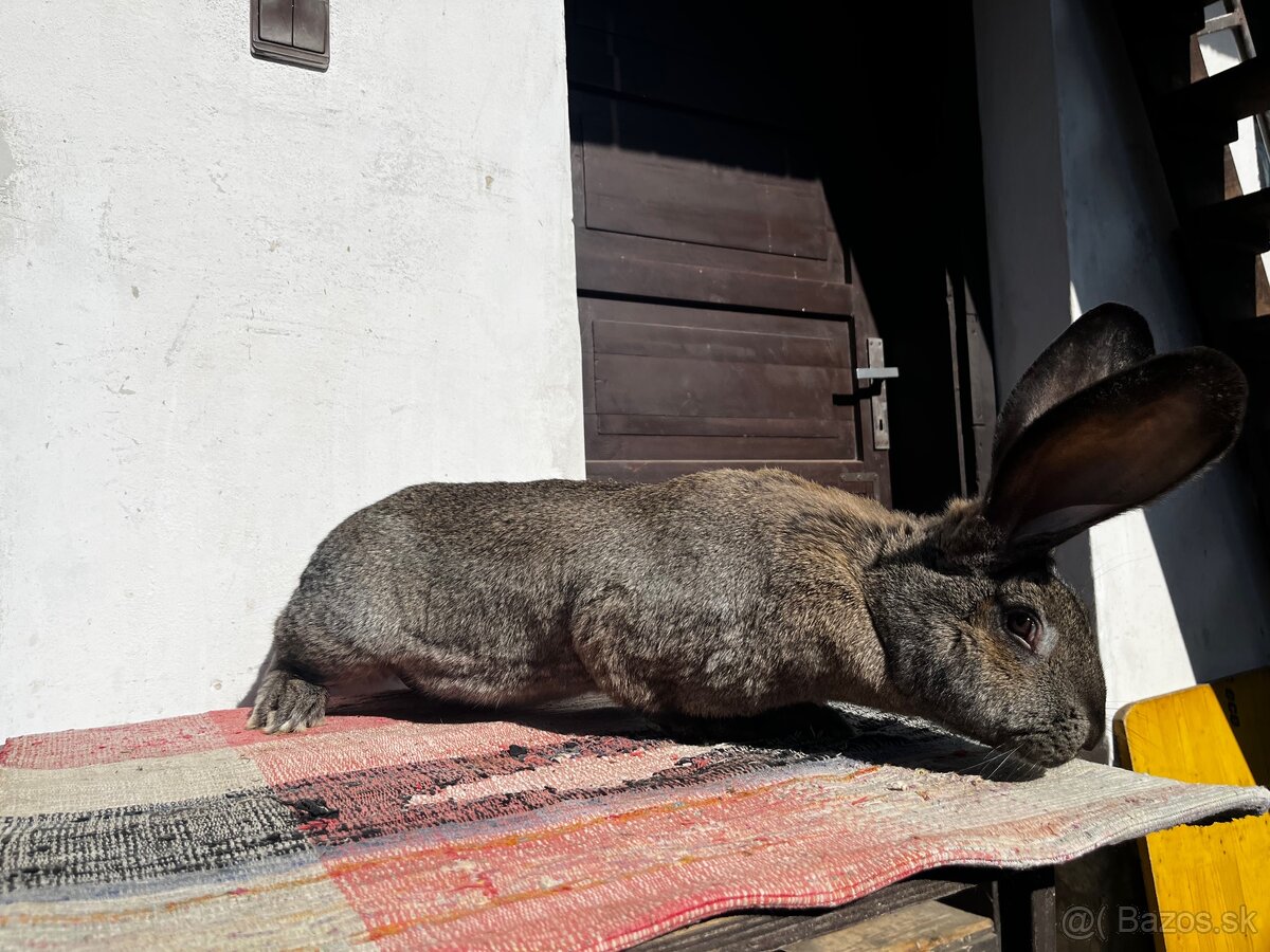 Belgický obor-3.Samička - 3