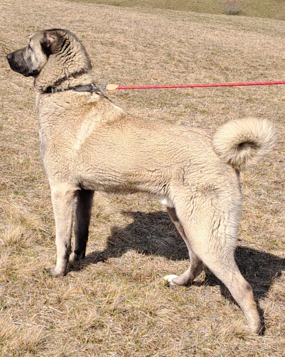 Kangal - 3