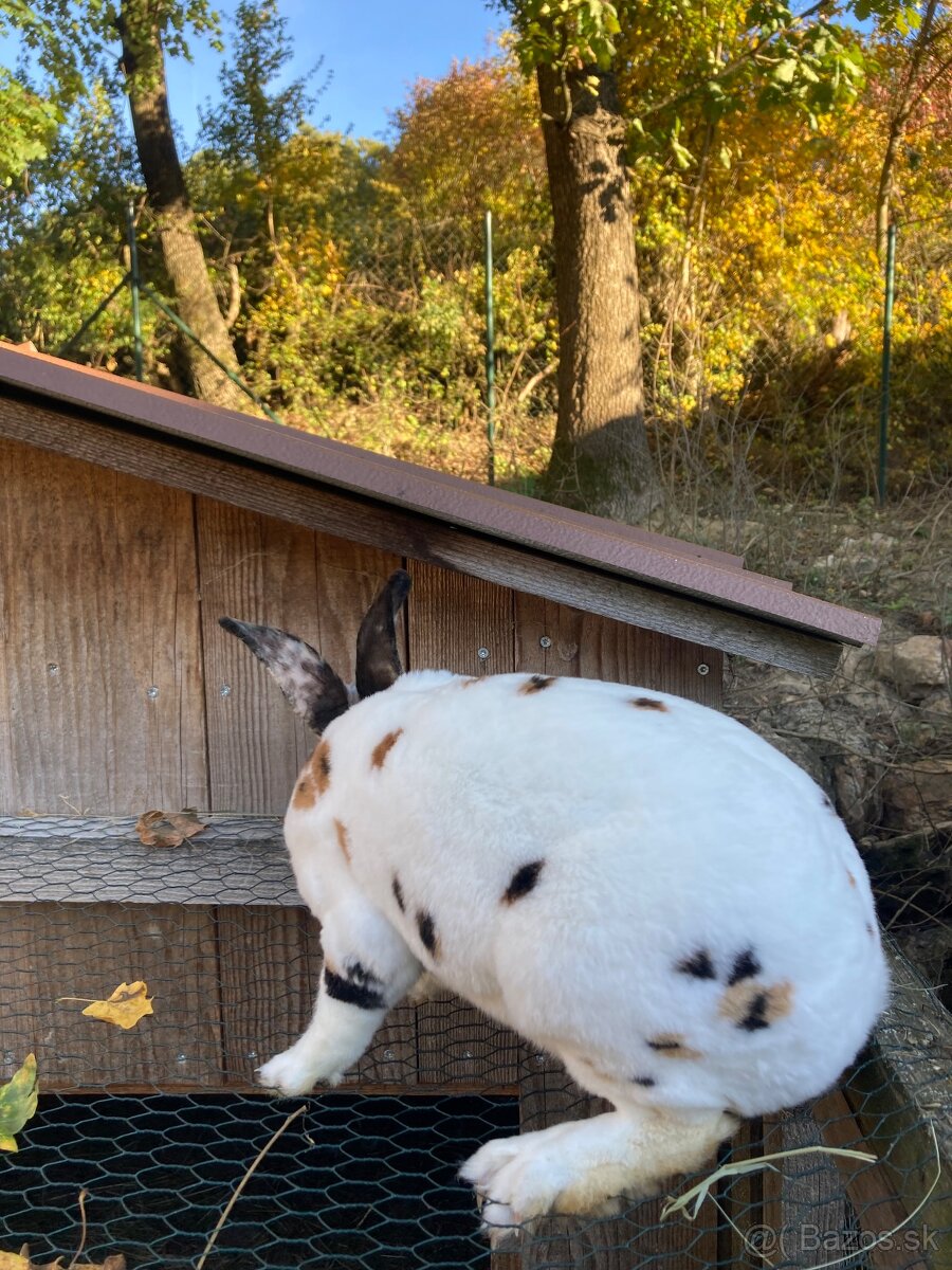 Rex dalmatínsky - 3