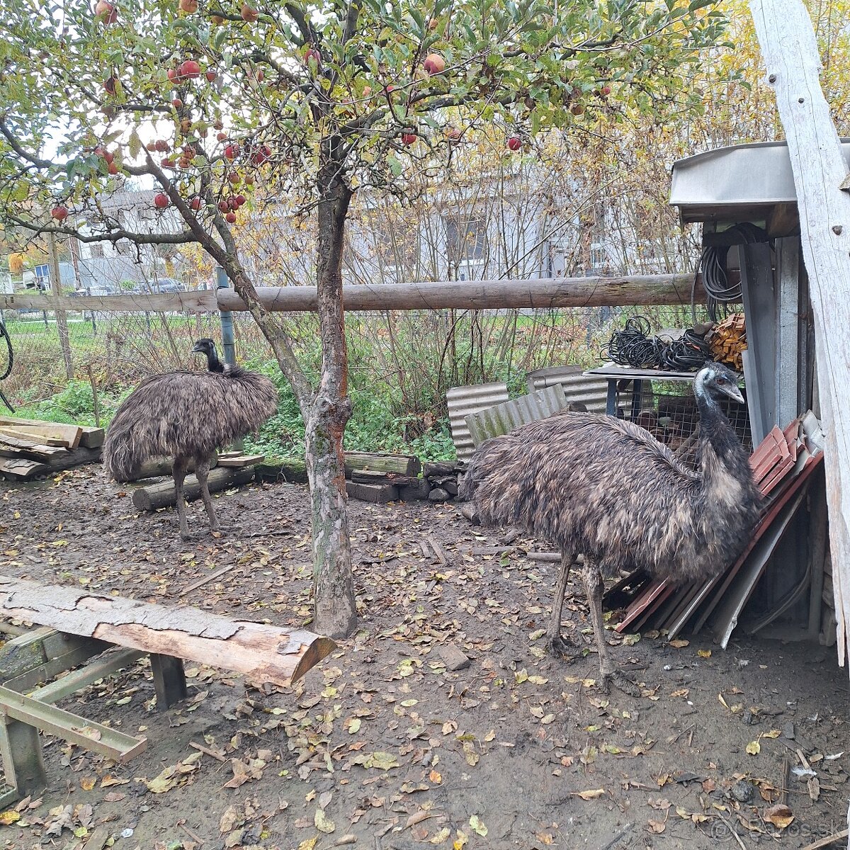 Pštros EMU pár - 3