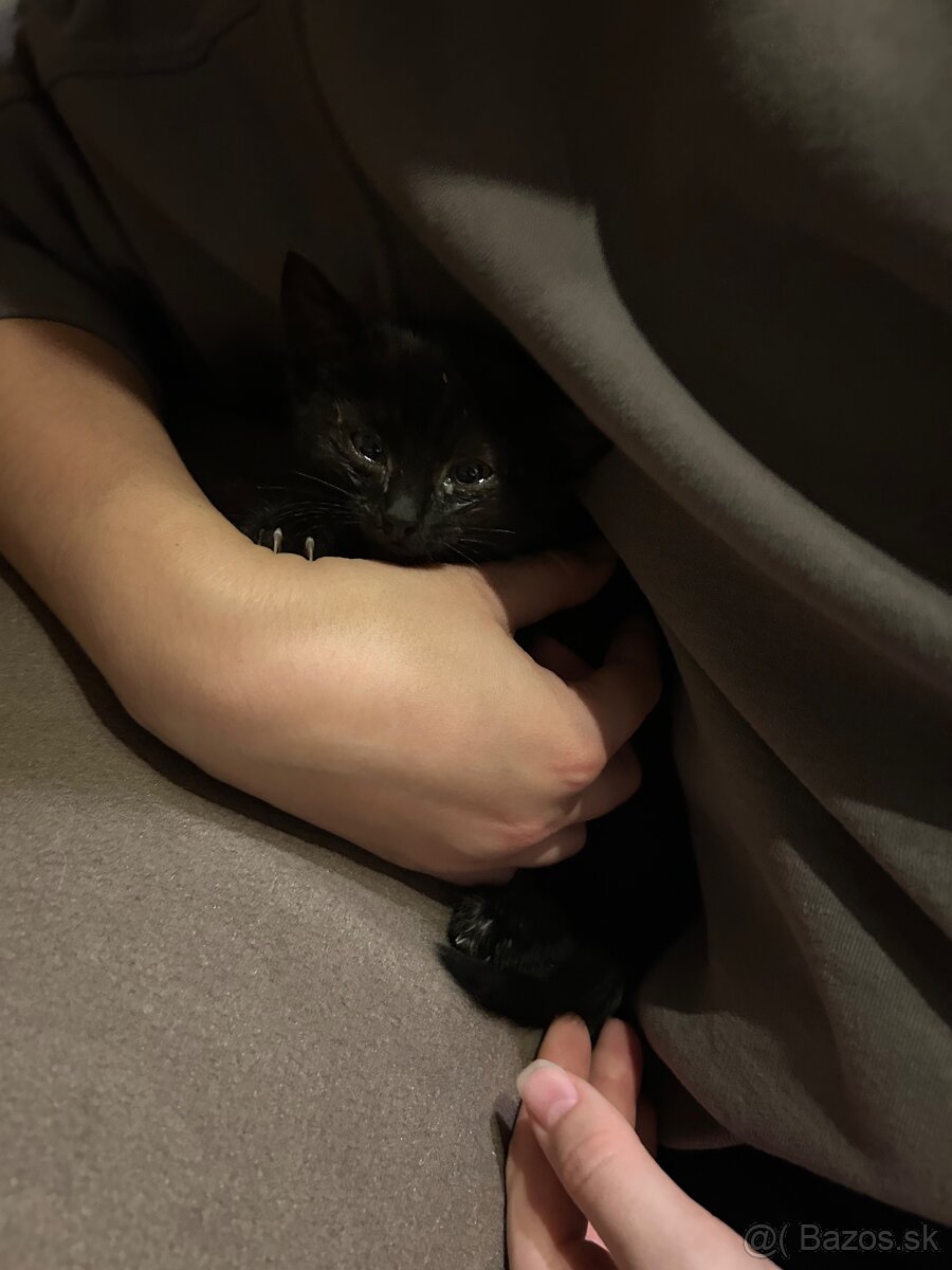 Darujem krásne mačiatko - 3