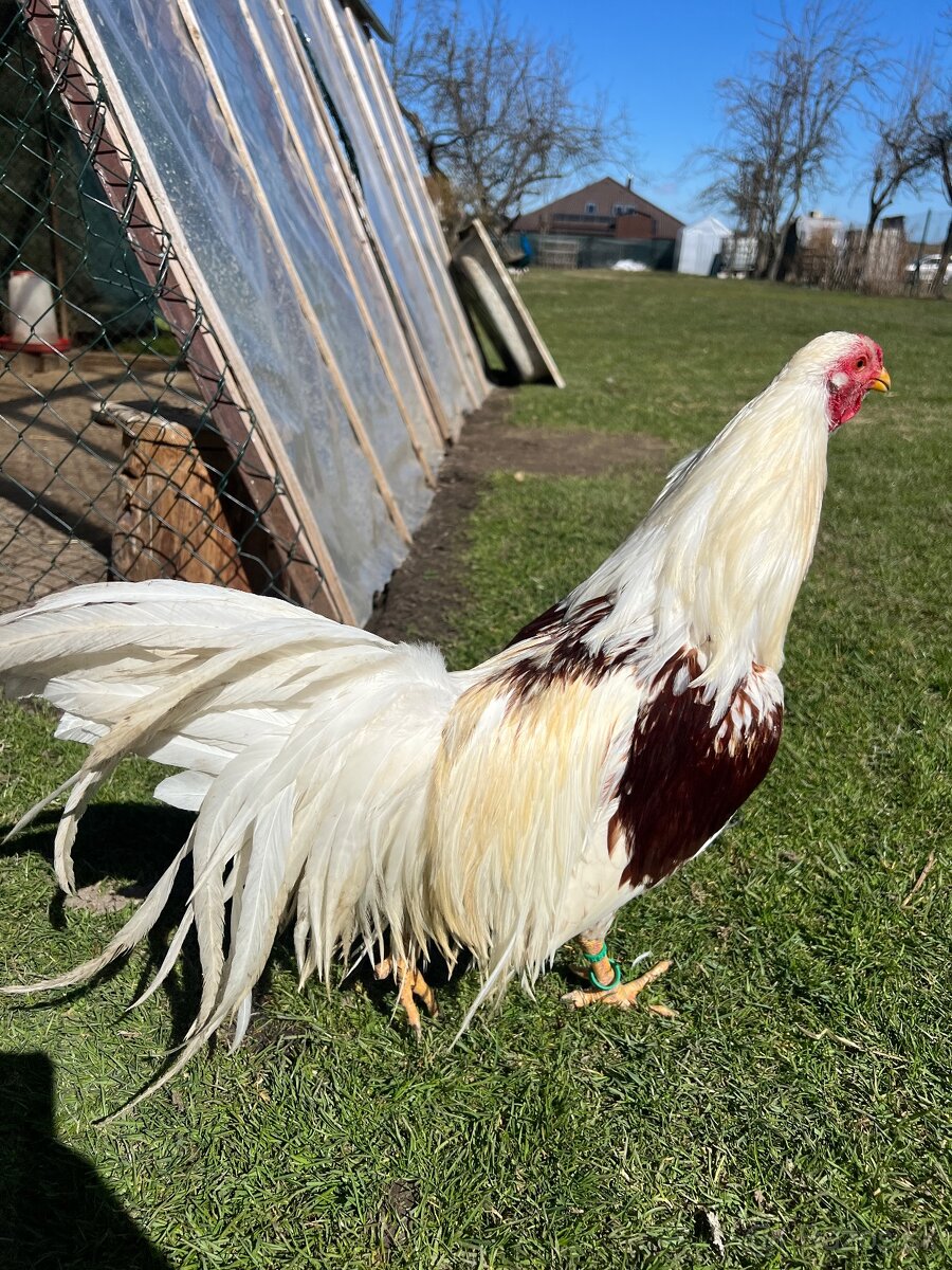 NV yokohama červenosedlatá - 3