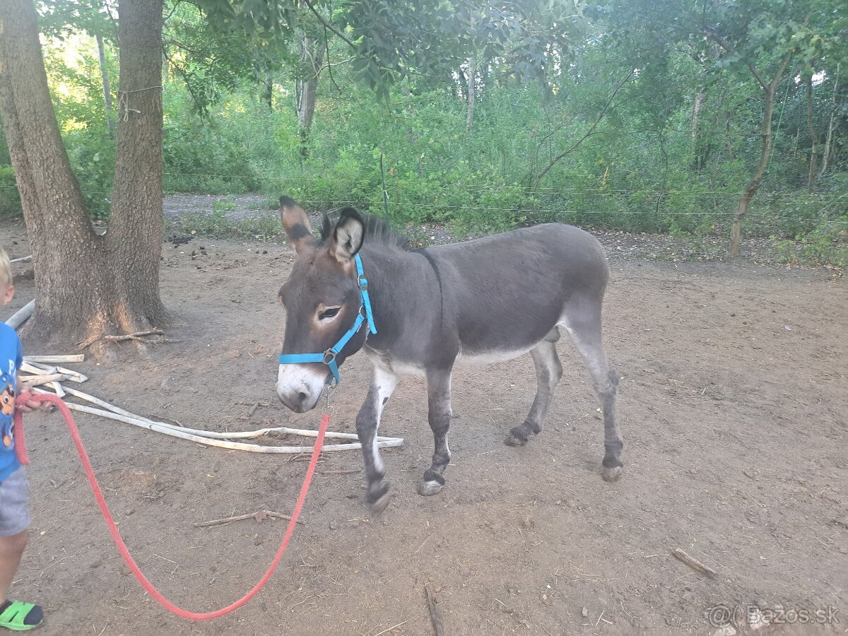 Somar - 3