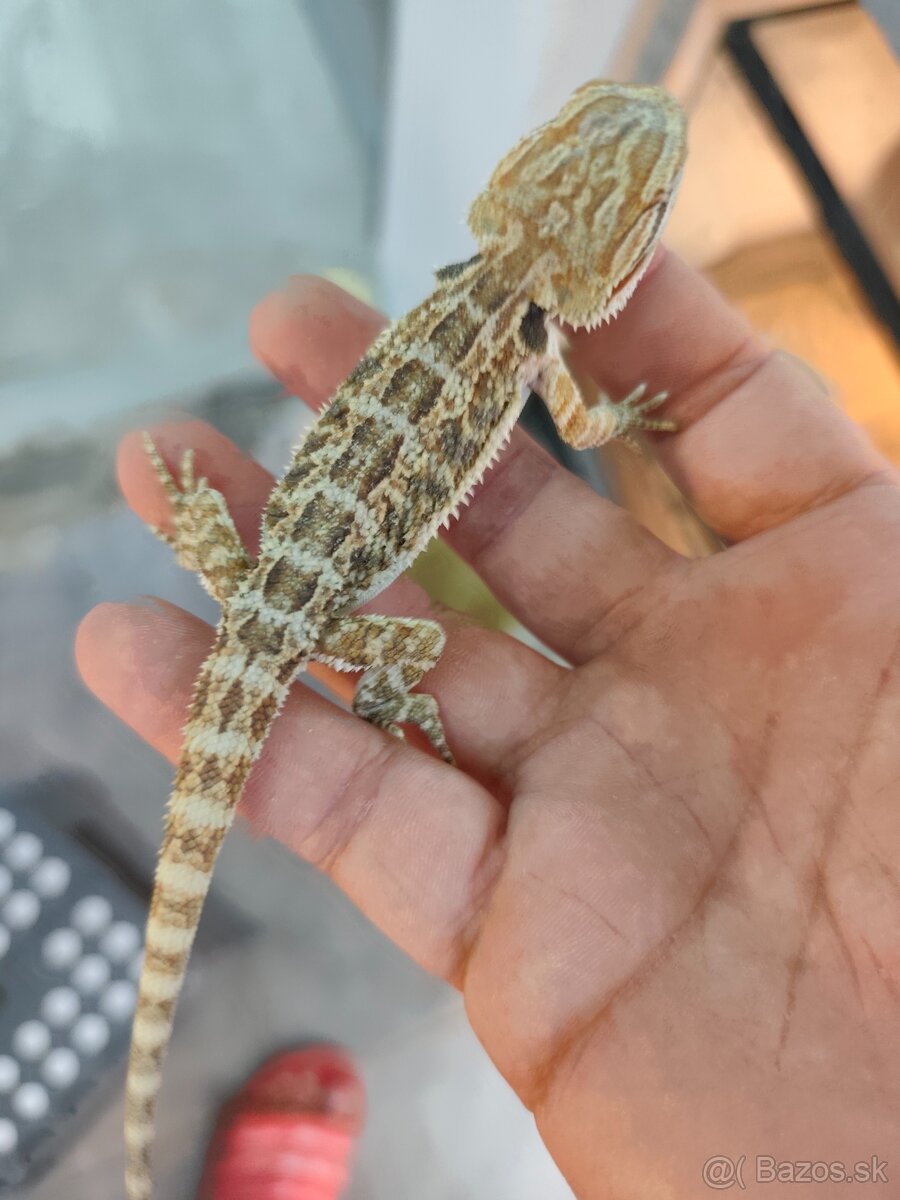 Agama bradatá - 3