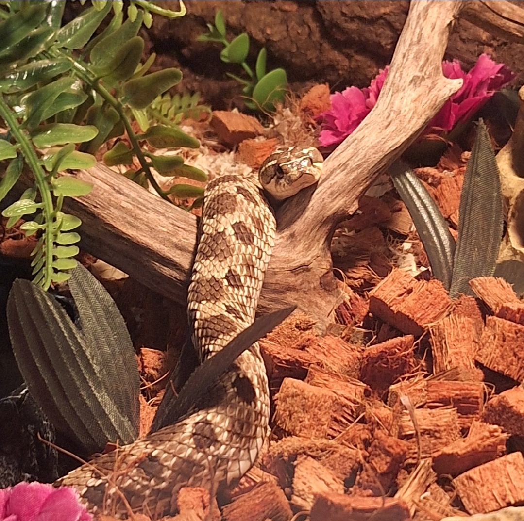 Western Hognose had - 3