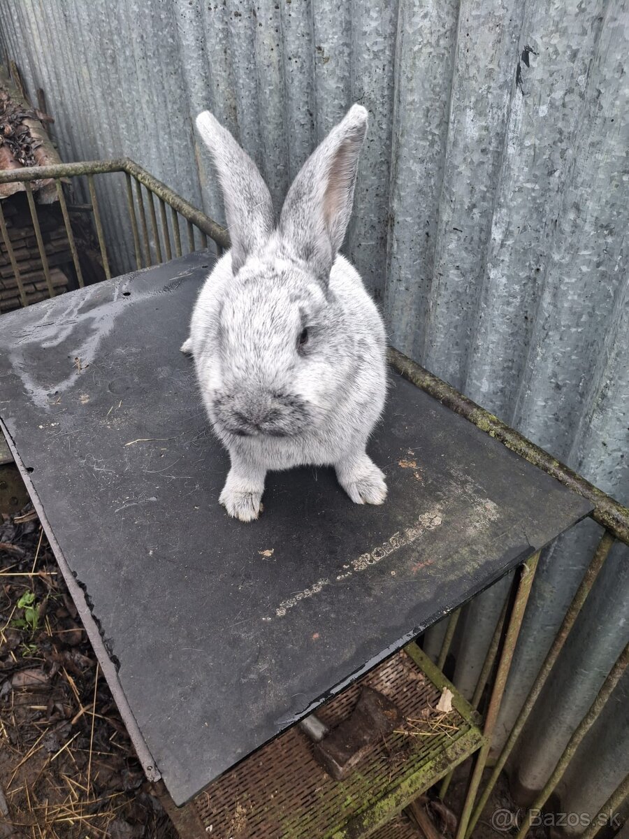 VSS králiky - 9mesiacov - 3
