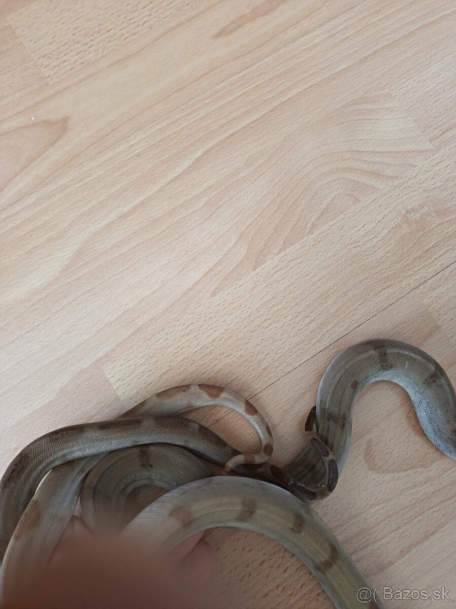 Boa constrictor Sabogae - 3