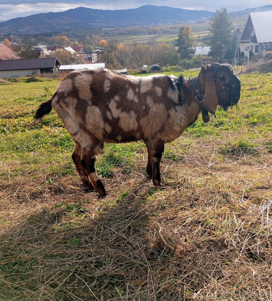 Anglonubijsky cap - 3