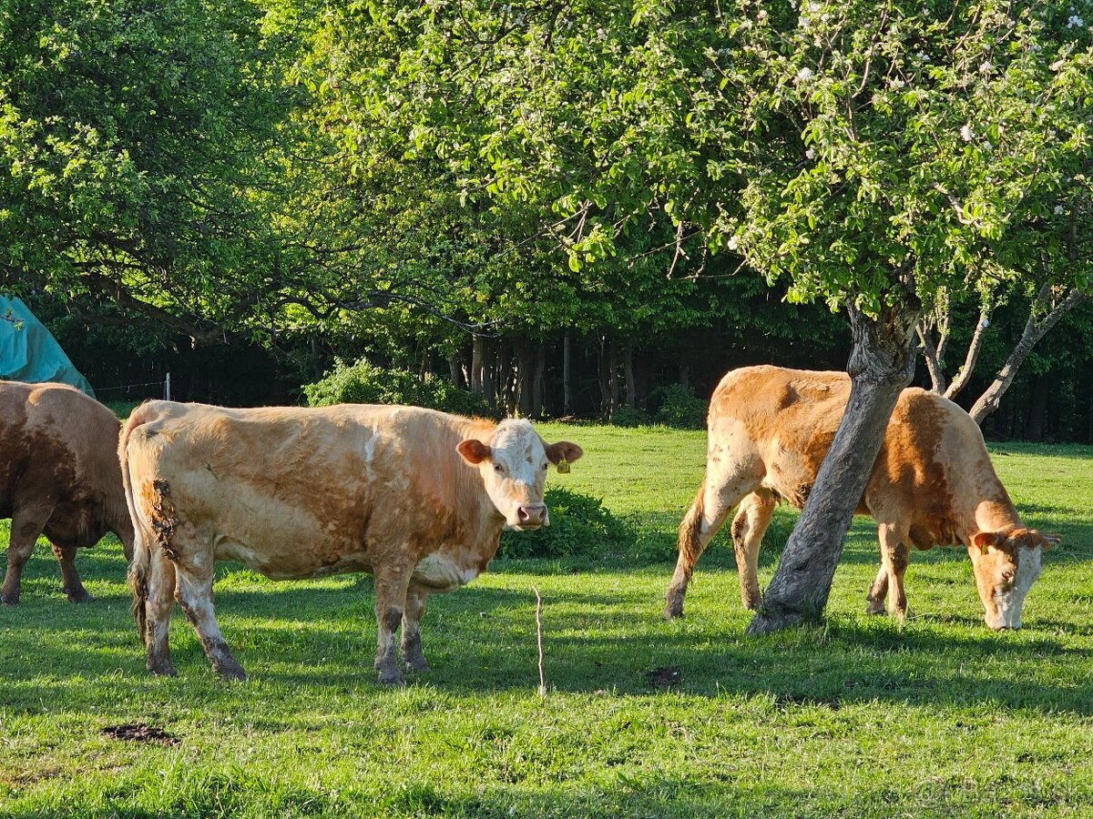 Stavebný pozemok Nová Baňa s projektom chaty - 3