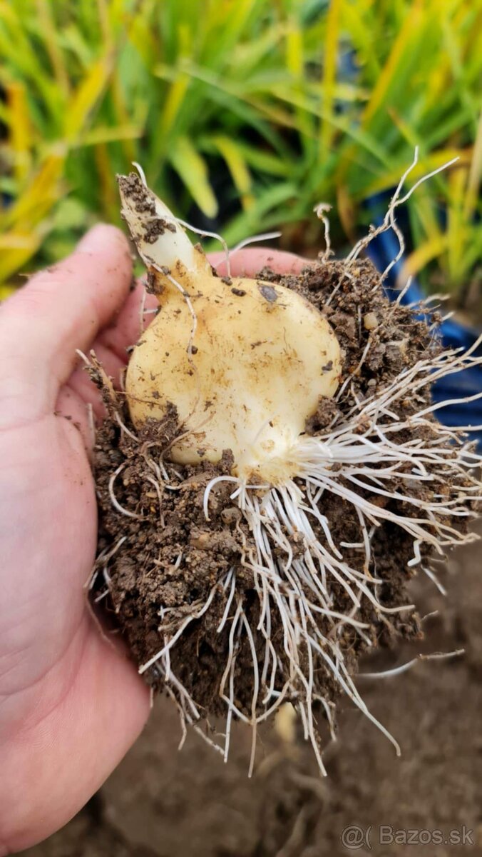 Okrasný cesnak Ambasador do 150 cm - 3