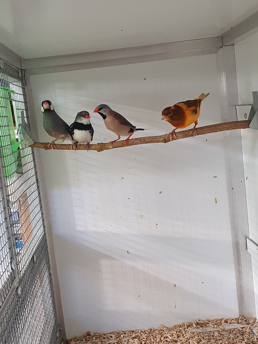 Astrildy, pásovník, ryžovník - 3