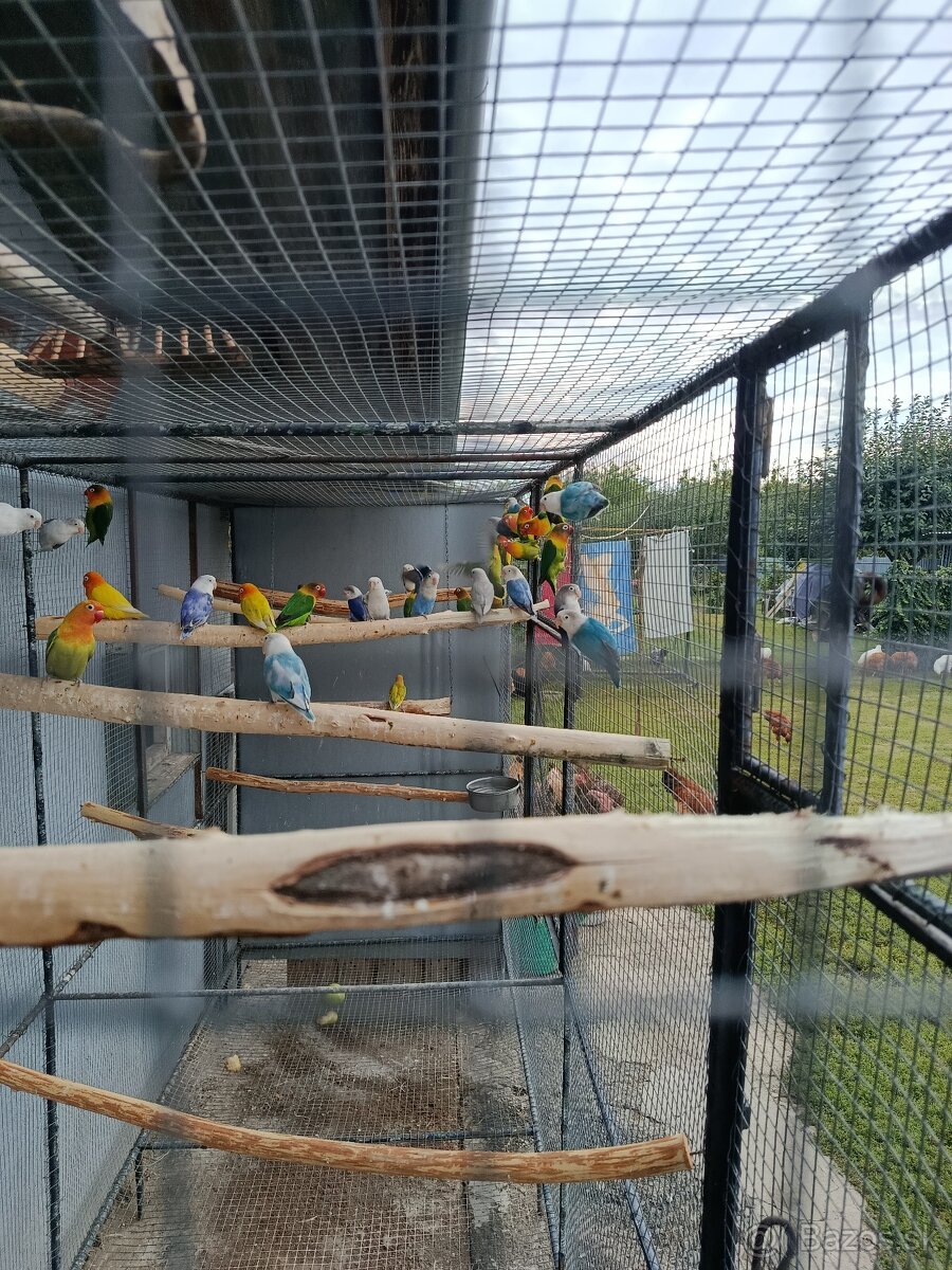 Predám agapornisov - 3