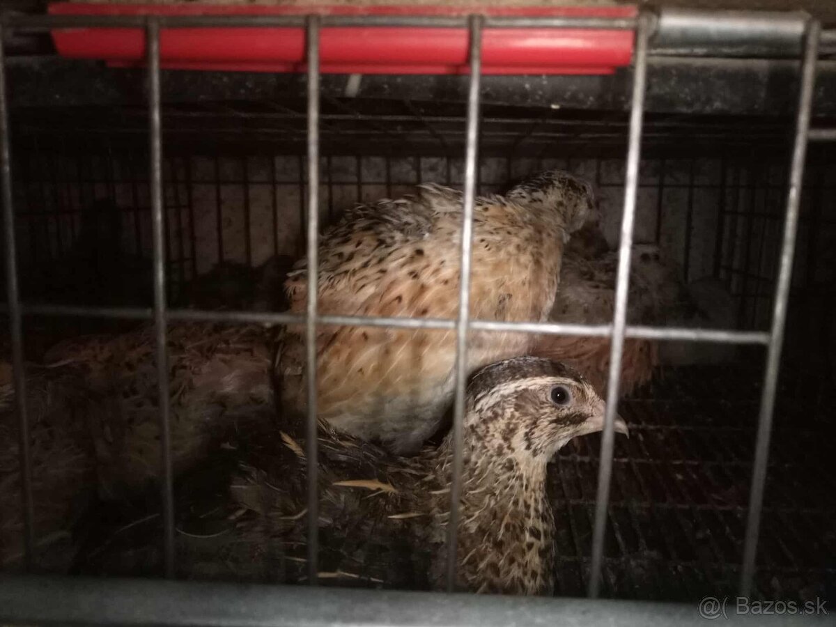 Japonske prepelice - 3