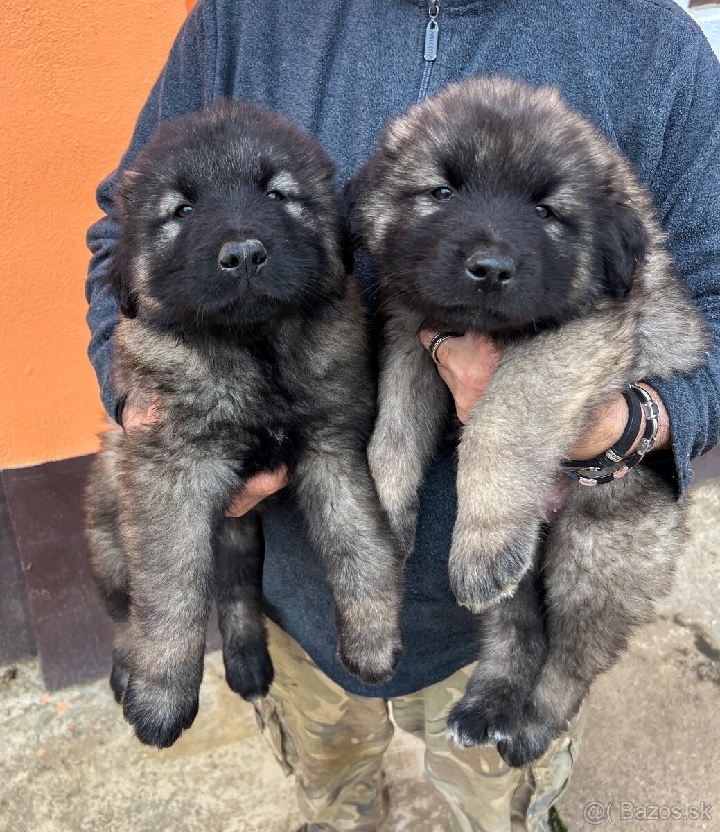 Šteniatko Kaukaz - 3