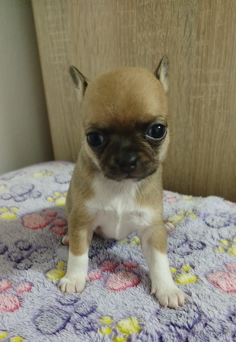 Čivava mini sučka krátkosrsta - 3