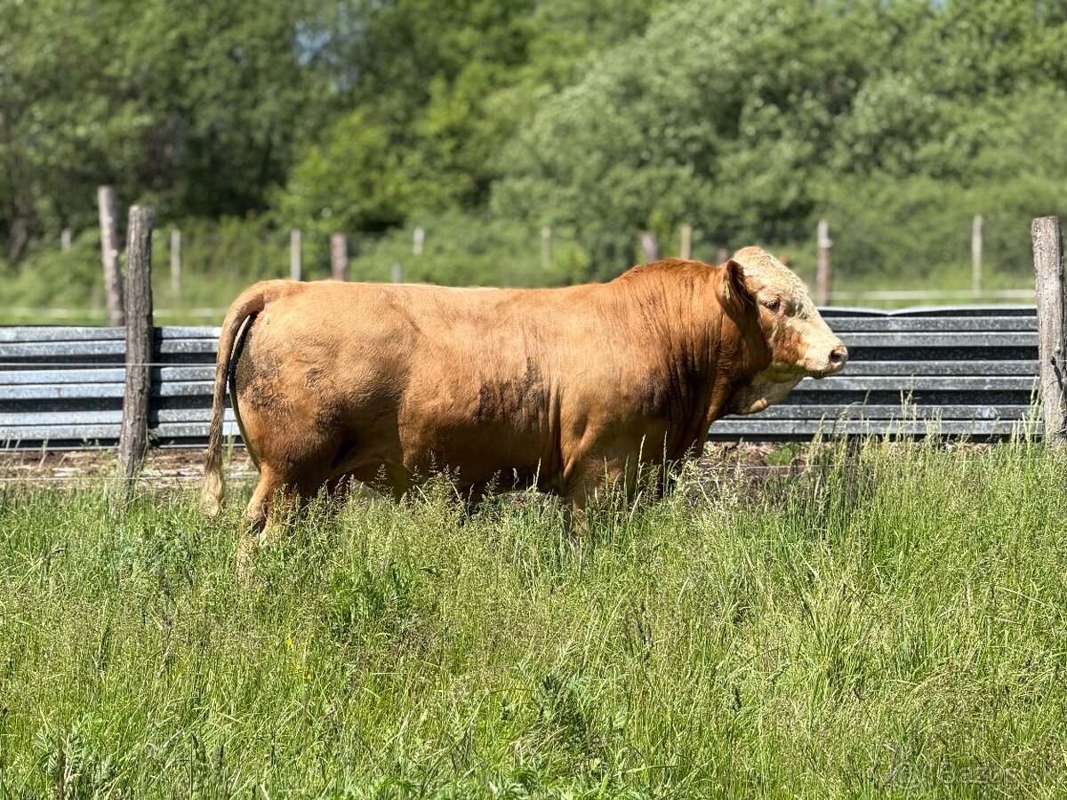 Plemenný býk Mäsový simentál - 3