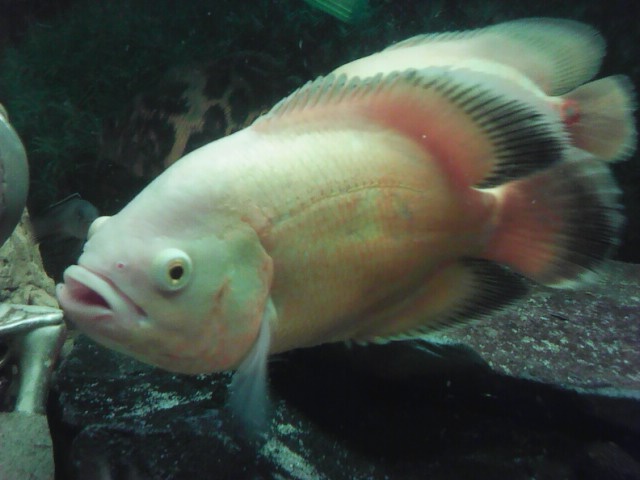 Cichlida pávia - ocellatus - 3