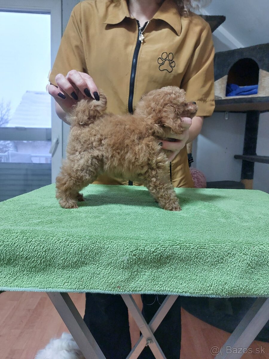 Teacup fenka pudlika - 3