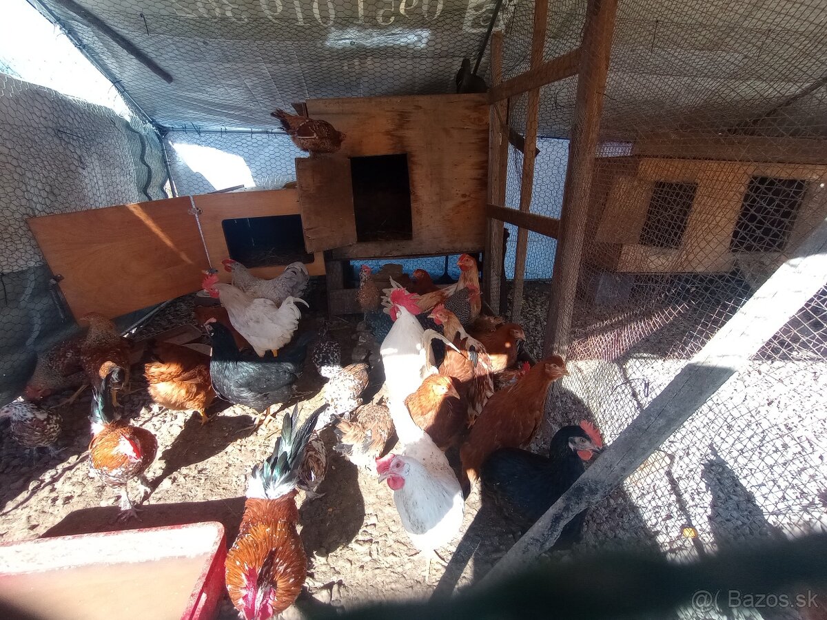 Predam kohutov - 3