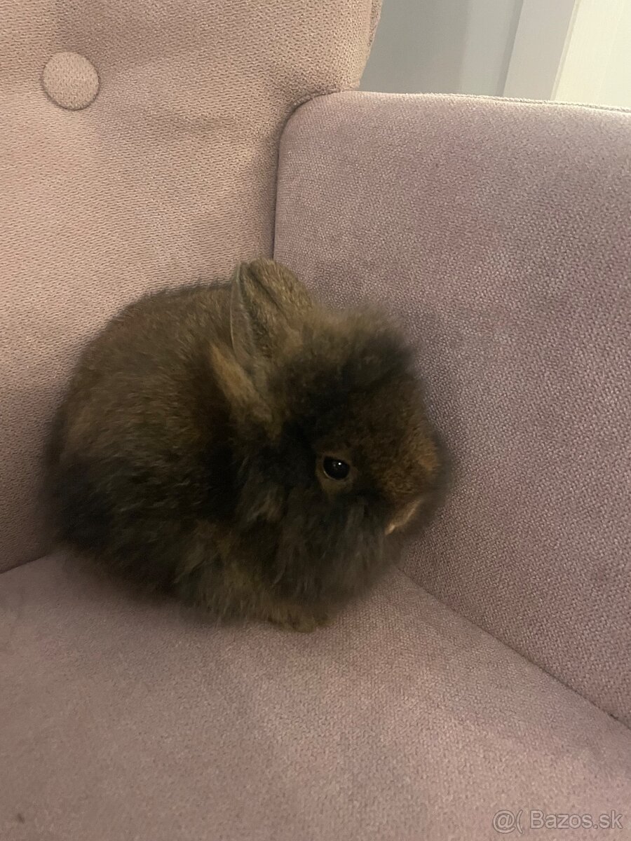 Zakrslý králik s Teddy génom - 3