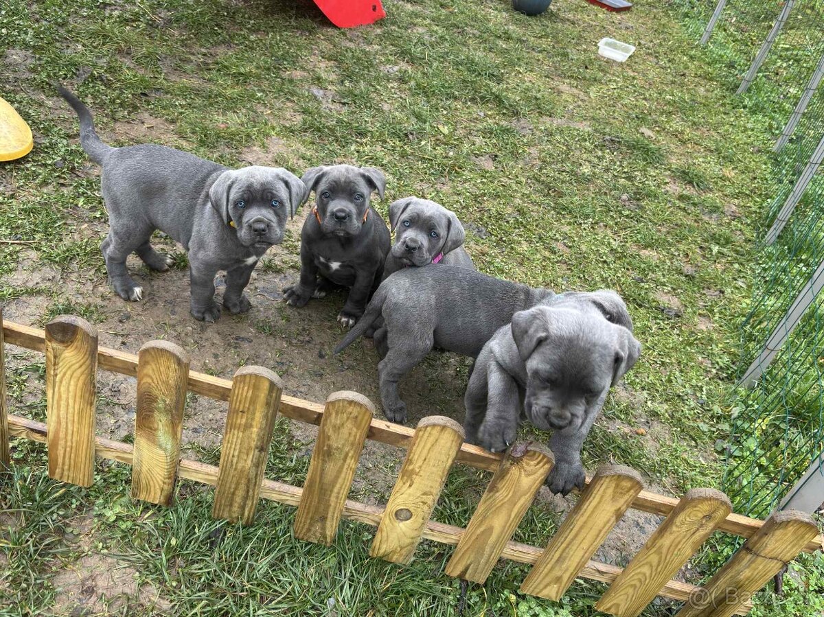 Cane Corso Šteniatka bez PP - 3
