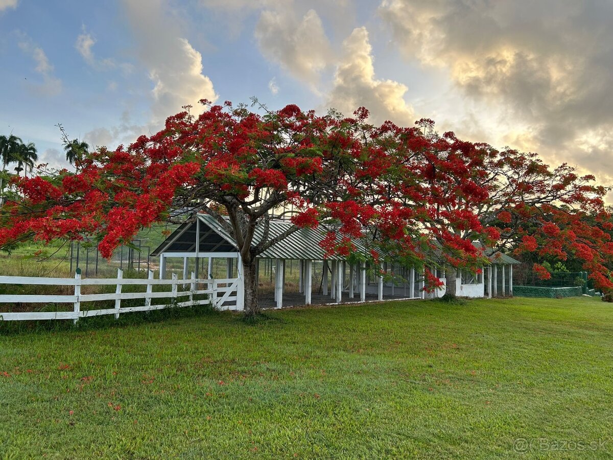 Manažér zooparku (Dominikánska republika) - 3