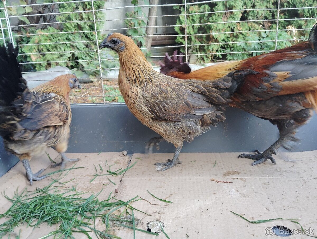 Predám sliepky gh mong - 3