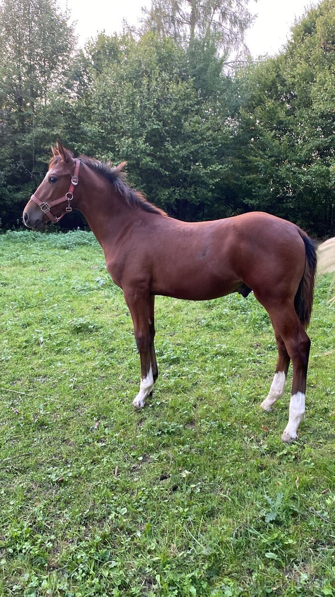 Letošní hřebeček ZANGERSHEIDE - 3