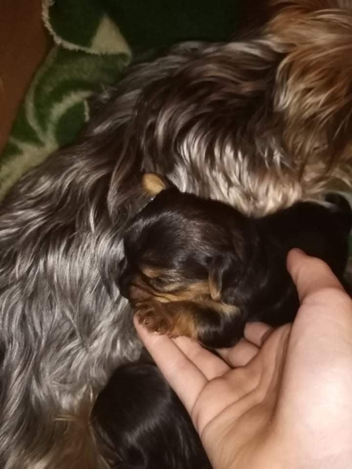 York na krytie.. - 3