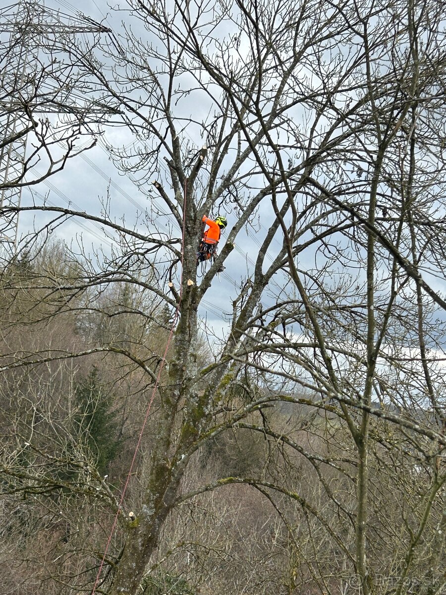 Výrub a ošetrovanie stromov - 3