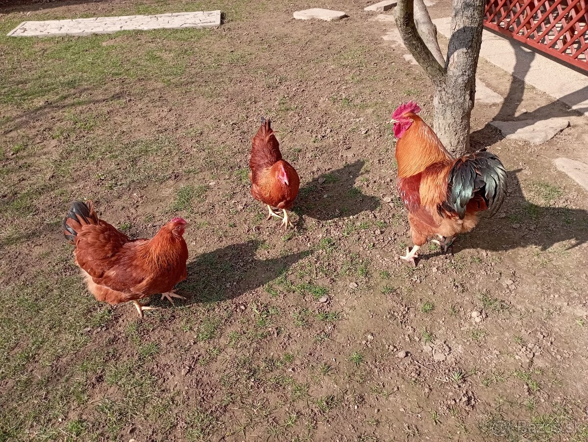 NÁSADOVÉ VAJCIA HEMPŠÍRKY - 3