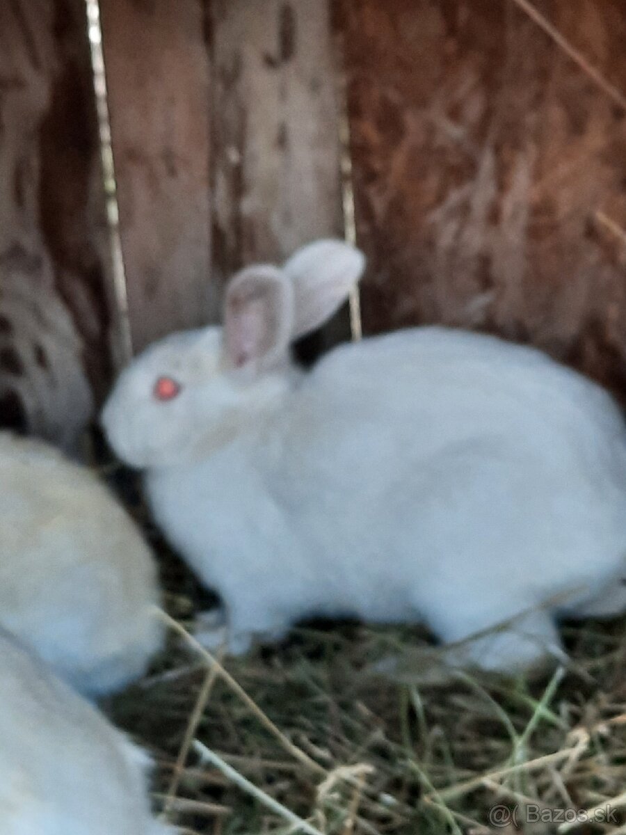 Králik - 3