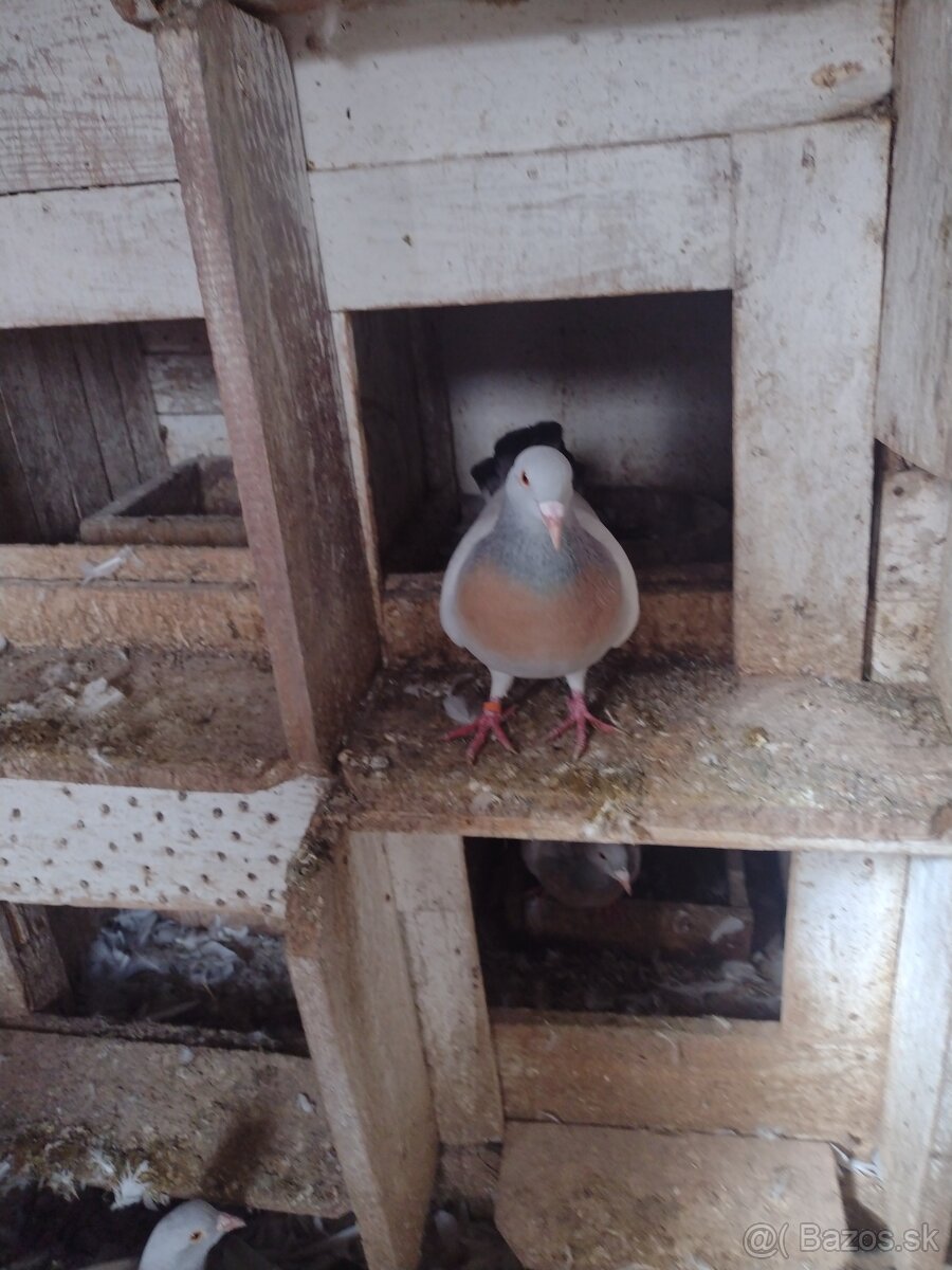 Predam holuby Koburske skovranky. - 3