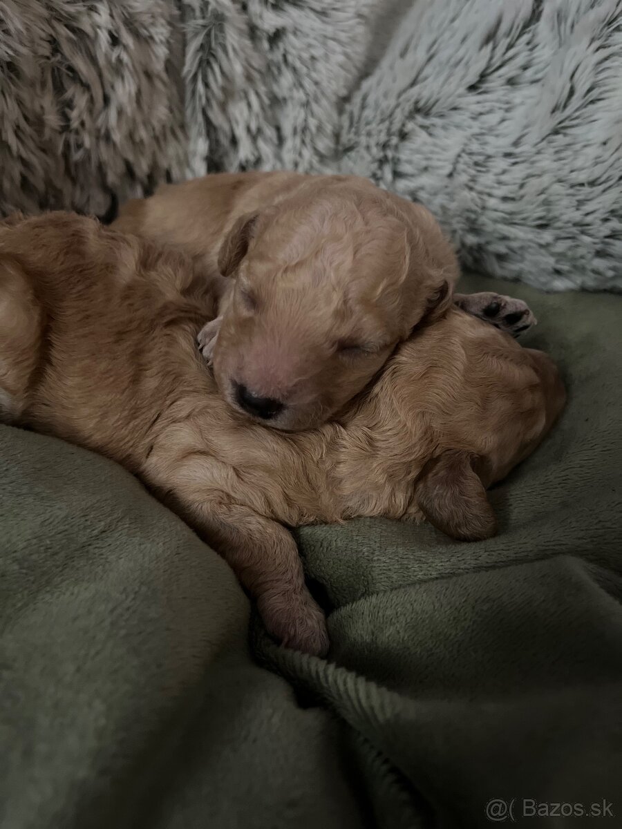 Pudel Toy/trpaslik bez pp - 3