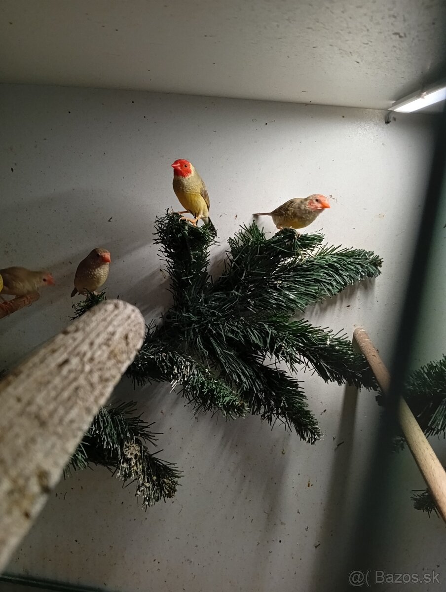 Astrild trstinový , drobotina - 3