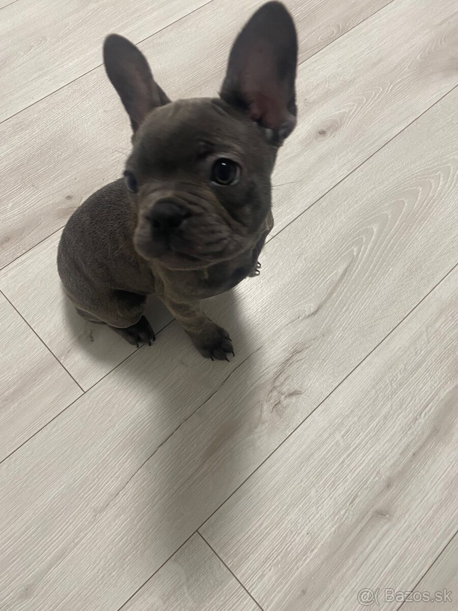 Francuzsky buldoček - 3