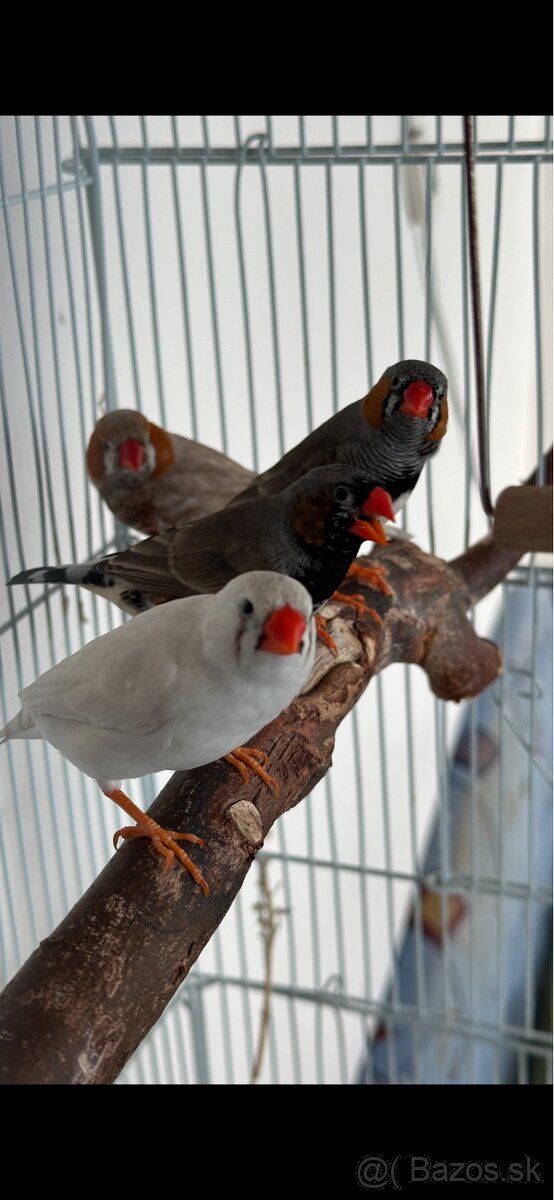 Zebricky 2x samček - 3