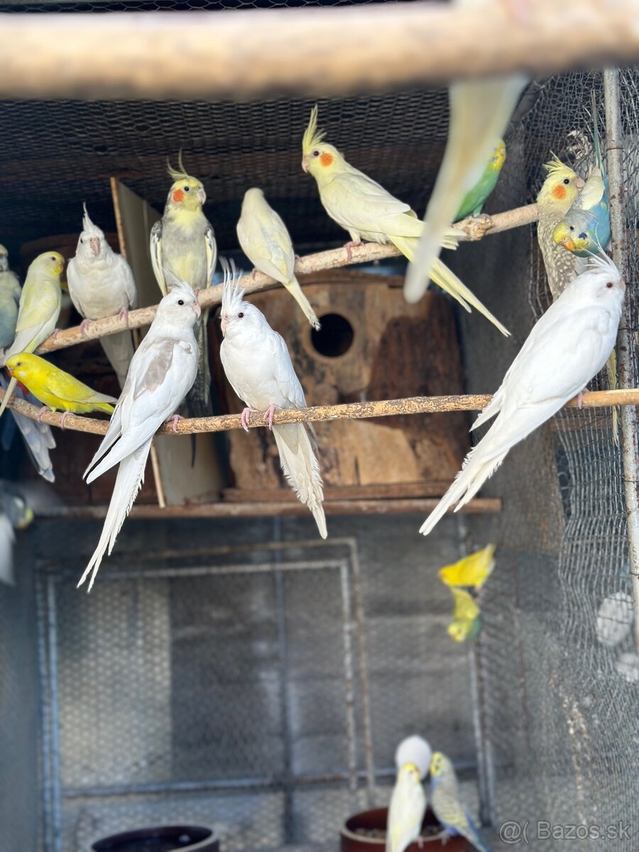 Andulky a korely - 3