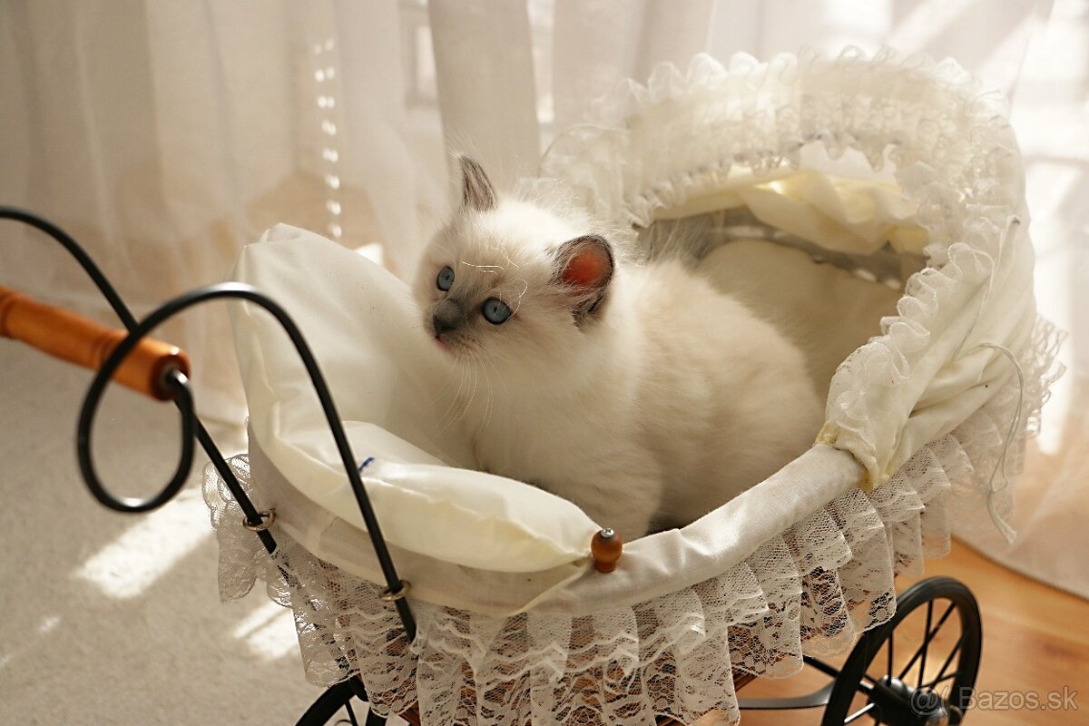 Ragdoll - láska na celý život - 3