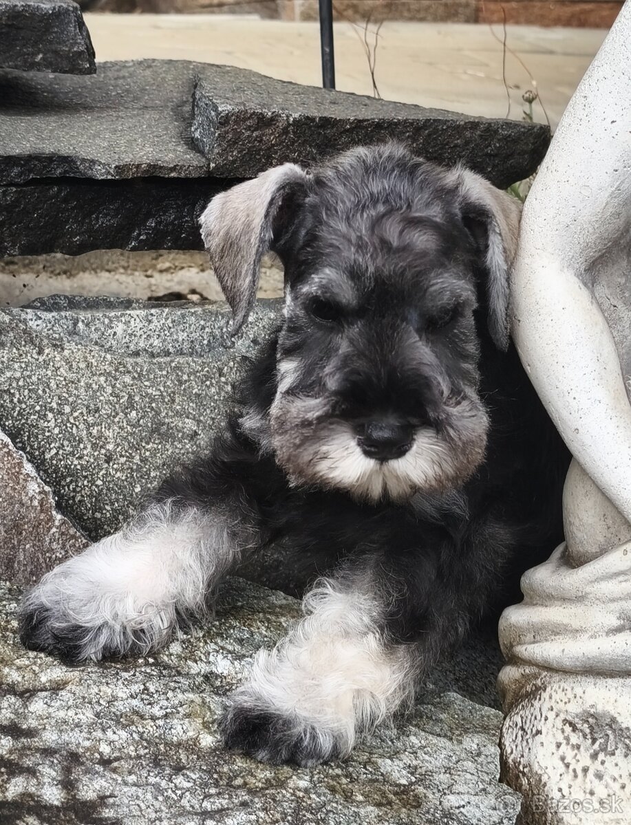 Bradáč malý korenie a soľ s PP - 3